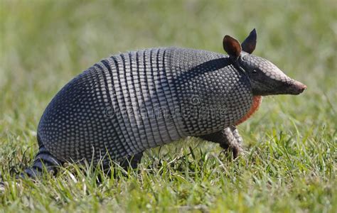 Armadillo Standing In Grass Armadillo Standing In The Green Grass
