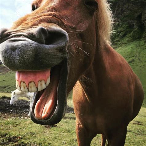 These Hilarious Photos Of Horses Smiling Will Make Your Day Always Pets