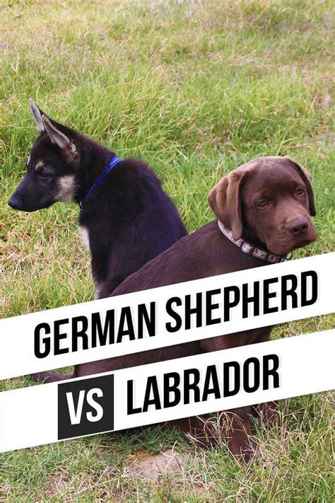 German Shepherd Vs Labrador Labrador Labrador Retriever Dog Behavior