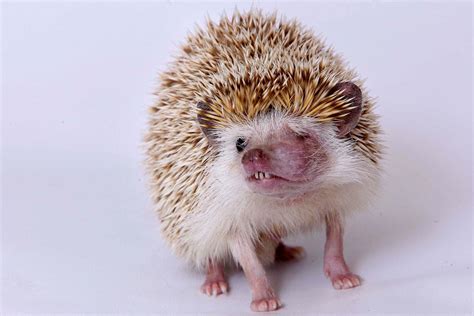 Hedgehogs Own Spike Takes His Eye Out