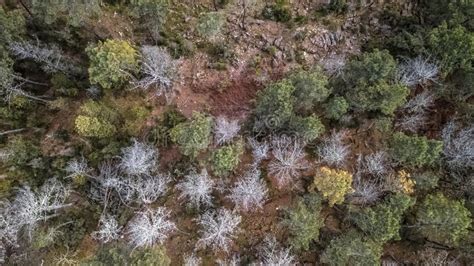 Aerial View Of Drone With Typical Portuguese Forest Crown Of Trees