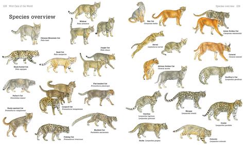 Secrets Of The Worlds 38 Species Of Wild Cats National