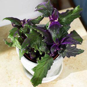 These plants, also called velvet plants, often wilt because of improper cultural and environmental conditions or pest problems. Fantastic Foliage Houseplants | Purple passion plant ...