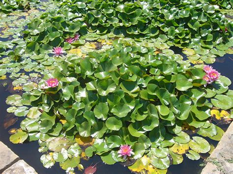 A Buyers Guide To Pond Plants Help Guides