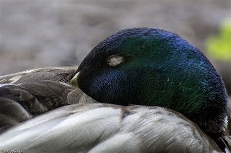 Sleeping Duck Duck Animals Sleep