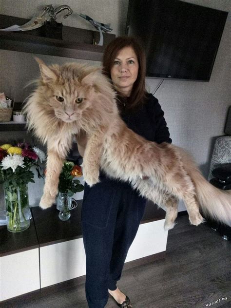 Maine Coon Cats Size