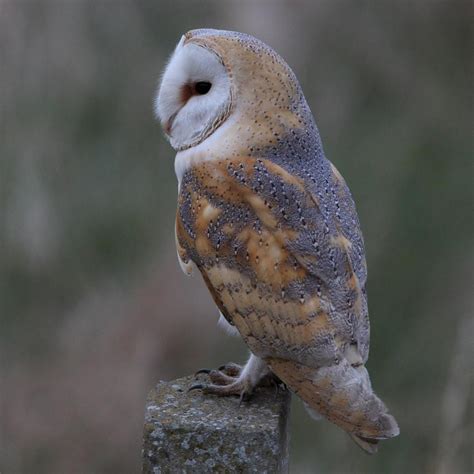This enables it to hear the slightest sounds made by its rodent prey hidden in deep vegetation while the owl is flying up to three metres overhead. Barn Owl | Amazing Animal Basic Facts & Pictures | Animals ...