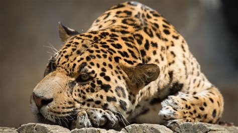 Wallpaper Jaguar Wild Cat Face Animals 10237