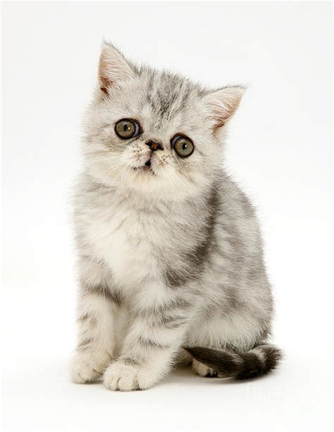 Silver Exotic Shorthair Kitten Photograph By Jane Burton Fine Art America