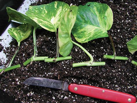 In this video, i show you how to successfully replant a san pedro cactus cutting. Make More Green - January 2011 - SBS eNewsletter
