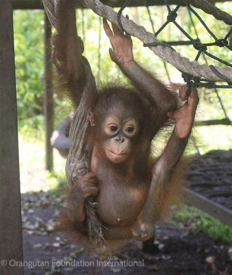 Orangutan Foundation Intl On Instagram The Most Helpless Orangutans