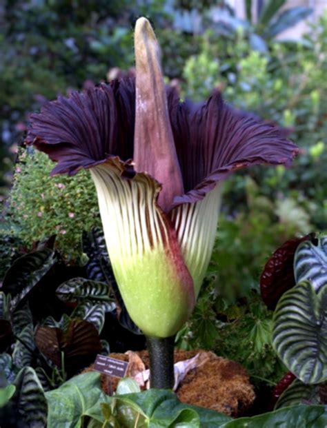 Top 10 Rarest Flowers In The World Hubpages