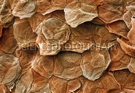 Human Skin Coloured Scanning Electron Micrograph Sem Of The