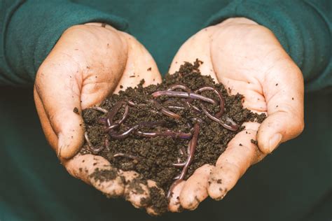 Vermicompost Preparation Process Harvesting Uses Types Growtre
