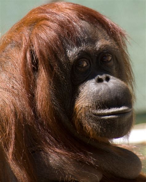 Orangutan Orangutan At The Phoenix Zoo Orangutan At The Ph Flickr