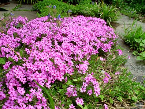Phlox Subulata Creeping Phlox Spring Plants Phlox Plant Native Plants