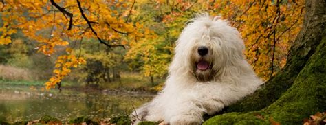 Old English Sheepdog Dog Breed Information Photos Overview And Facts