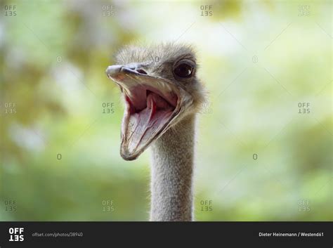 Close Up Of An Ostrich Mouth Wide Open Stock Photo Offset
