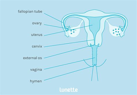 Female Anatomy - Reproductive System and Vagina Diagram - Lunette