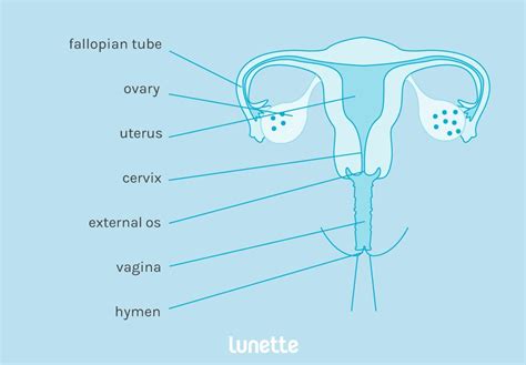 Max blend c4d xsi ma lwo 3ds dae dxf fbx obj x. Female Anatomy - Reproductive System and Vagina Diagram - Lunette