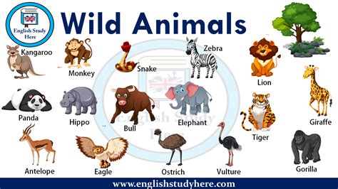 Top Wild Animal Names With Pictures Image Temal
