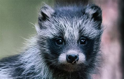 Everything You Need To Know About The Adorable Raccoon Dog Iheart
