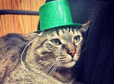 When it comes to beverages, everyone will have heard. 190 Irish Cat Names - Male & Female Name Ideas with ...