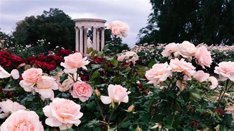 Find gifs with the latest and newest hashtags! Rose Garden at USC uploaded by The Real Dorian Gray