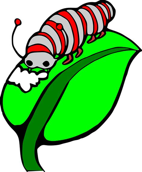 Caterpillar Leaf Green Free Vector Graphic On Pixabay