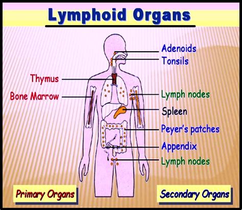Biology Lymphoid Organs