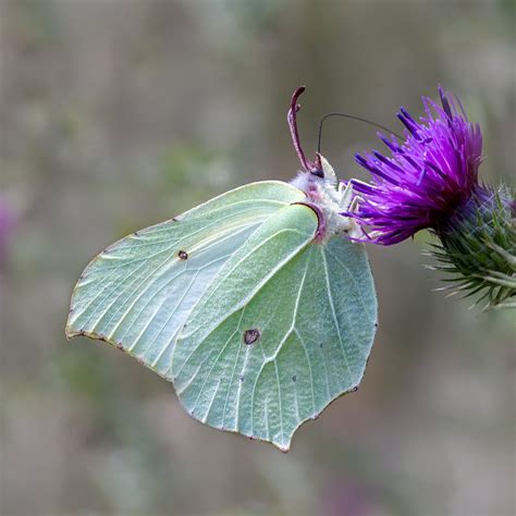 Brimstone Butterfly By Stace Ephotozine