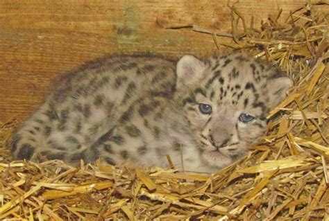 Three Snow Leopard Cubs Born At Zoo Salzburg Zooborns