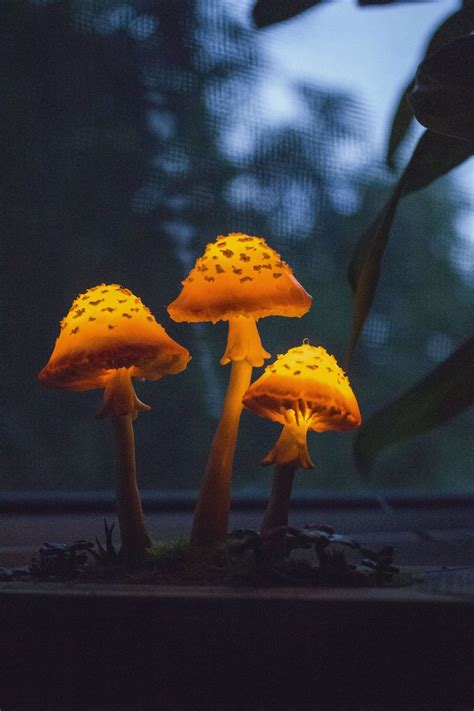 Glowing Mushrooms Made Of Pure Magic Glowing Mushrooms Stuffed