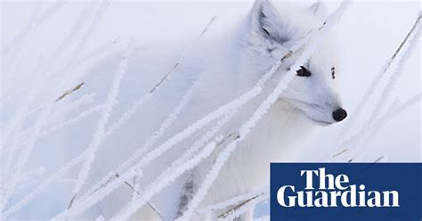 global warming melting ice threatens arctic foxes climate crisis the guardian