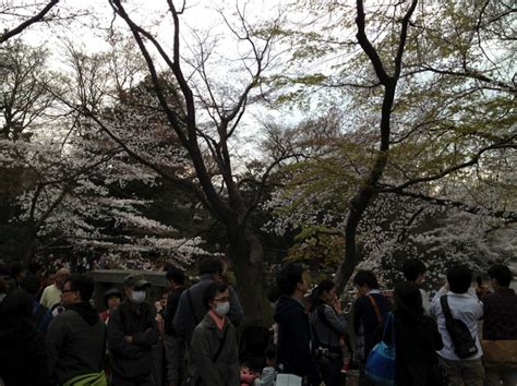 2013年桜は満開@井の頭公園 | いのぜん：井の頭公園vs善福寺公園