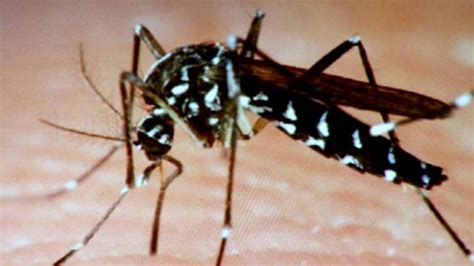 Asian Tiger Mosquitoes Pose Threat With Increasing Rain Nbc 10