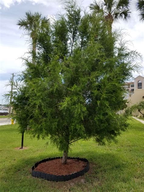 Southern Redcedars Are Great Trees For Florida Landscapes