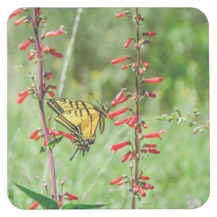 Tiger Swallowtail Butterfly And Wildflowers Square Paper Coaster