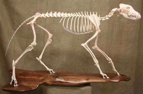 Timber Wolf Skeleton By Mad Taxidermist On Deviantart Восточный волк