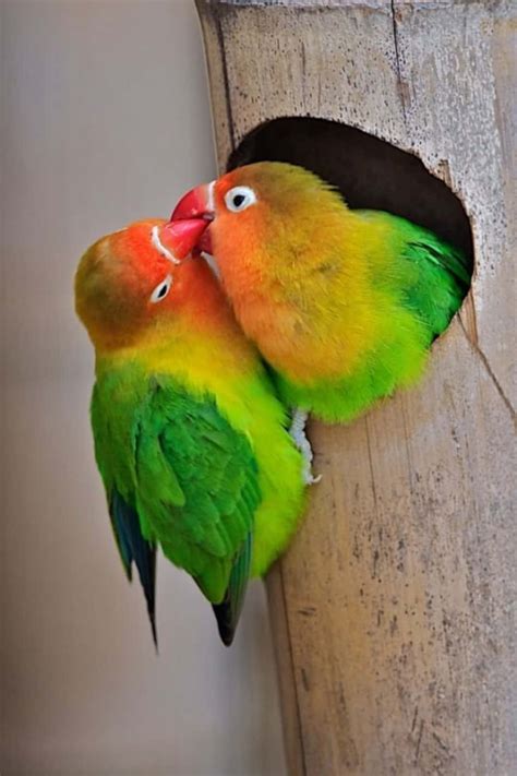 Download Two Love Birds In Perfect Harmony