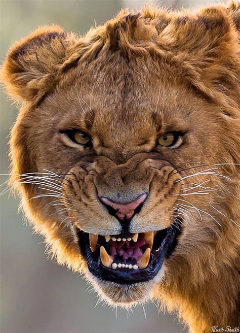 Angry Lion By Munib Shaikh 500px Animals Animals Beautiful