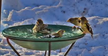 Life In The Beaver Hills Heated Bird Bath From Wild Birds Unlimited