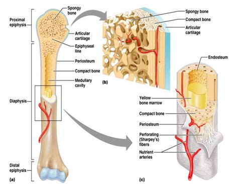 The structure of bone this is the structure of bone. Long Bone Labeled / Cancellous Bone Anatomy Britannica ...