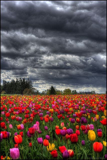Stormy Tulip Field Woodenshoe Tulip Farm Woodburn Oregon By Mnt