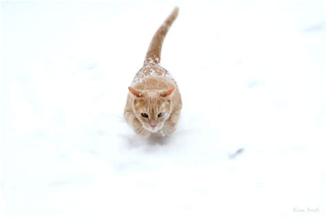 Wallpaper Snow Cream Snowflakes Run Pet Kitty Animal Explored