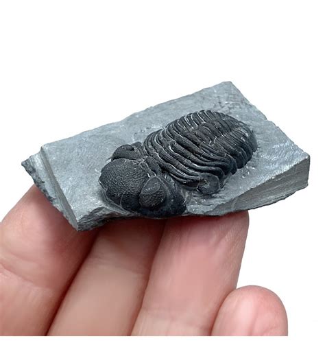 Fossils For Sale Fossils Middle Devonian Trilobite From New
