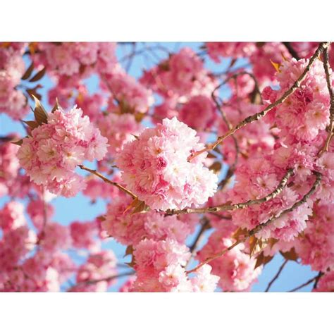 Online Orchards Kwanzan Cherry Blossom Tree Bare Root Flch001 The