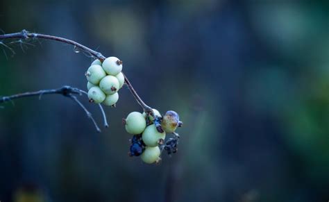 Cattail Milkweed And Snowberries Nature Photography