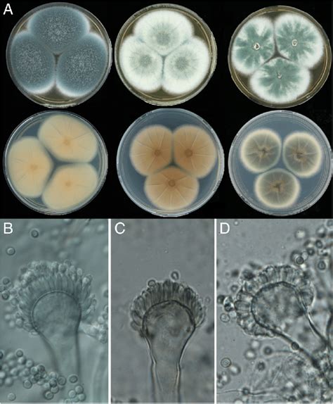 Morphology Of Colonies A And Conidiophores And Conidia B D Of A