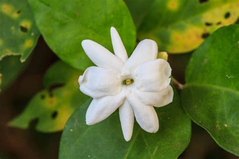 White Jasmine Flowers In Garden Stock Photo Image Of Fragrant Star